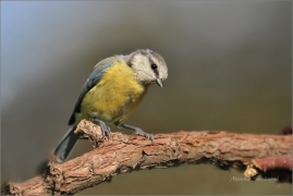 <p>SÝKORA MODŘINKA (Cyanistes caeruleus) /Eurasian blue tit - Blaumeise/</p>